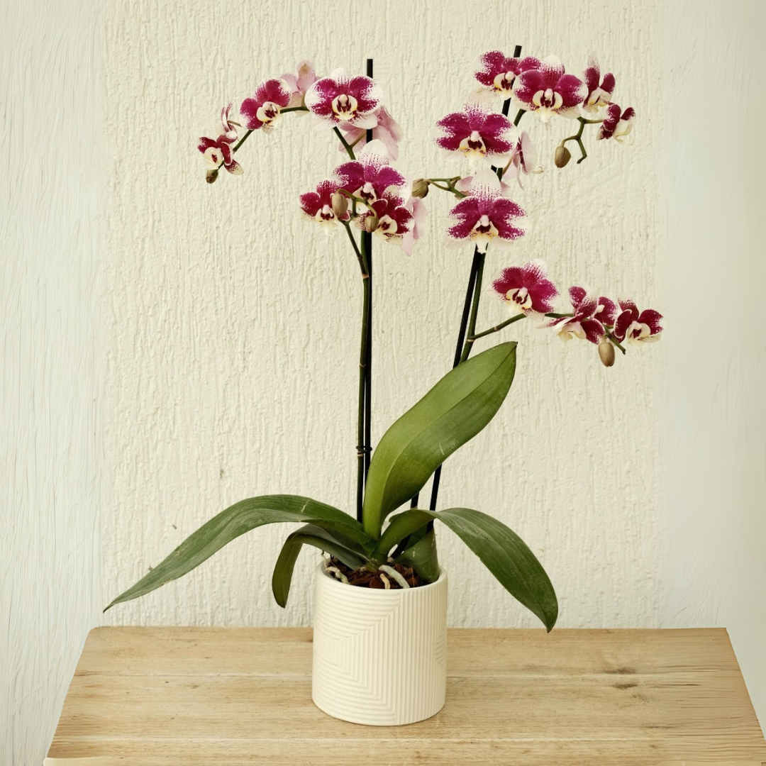 Matera Orquillera