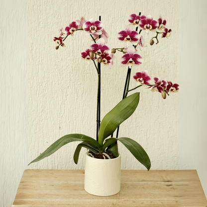 Matera Orquillera